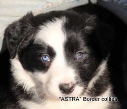 Black and white FEMALE border collie puppy